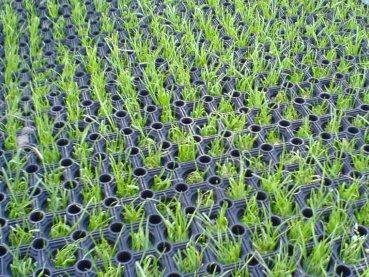 Produktbild Rasenschutzmatte - Ringmatte - Wabenmatte #1